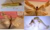 Ancylolomia tentaculella